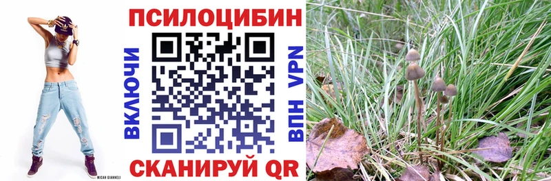 Псилоцибиновые грибы Cubensis  Лихославль 
